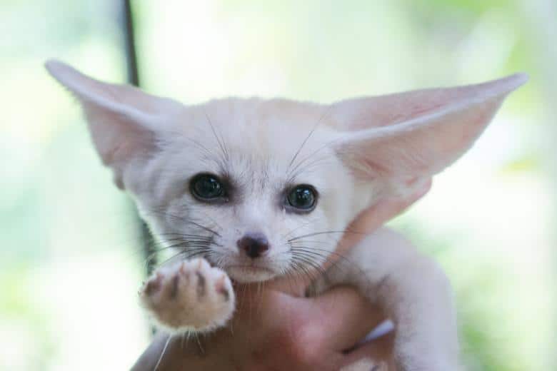 Over 600 Of The Cutest Wildlife Animals Were Born In Singapore Last Year