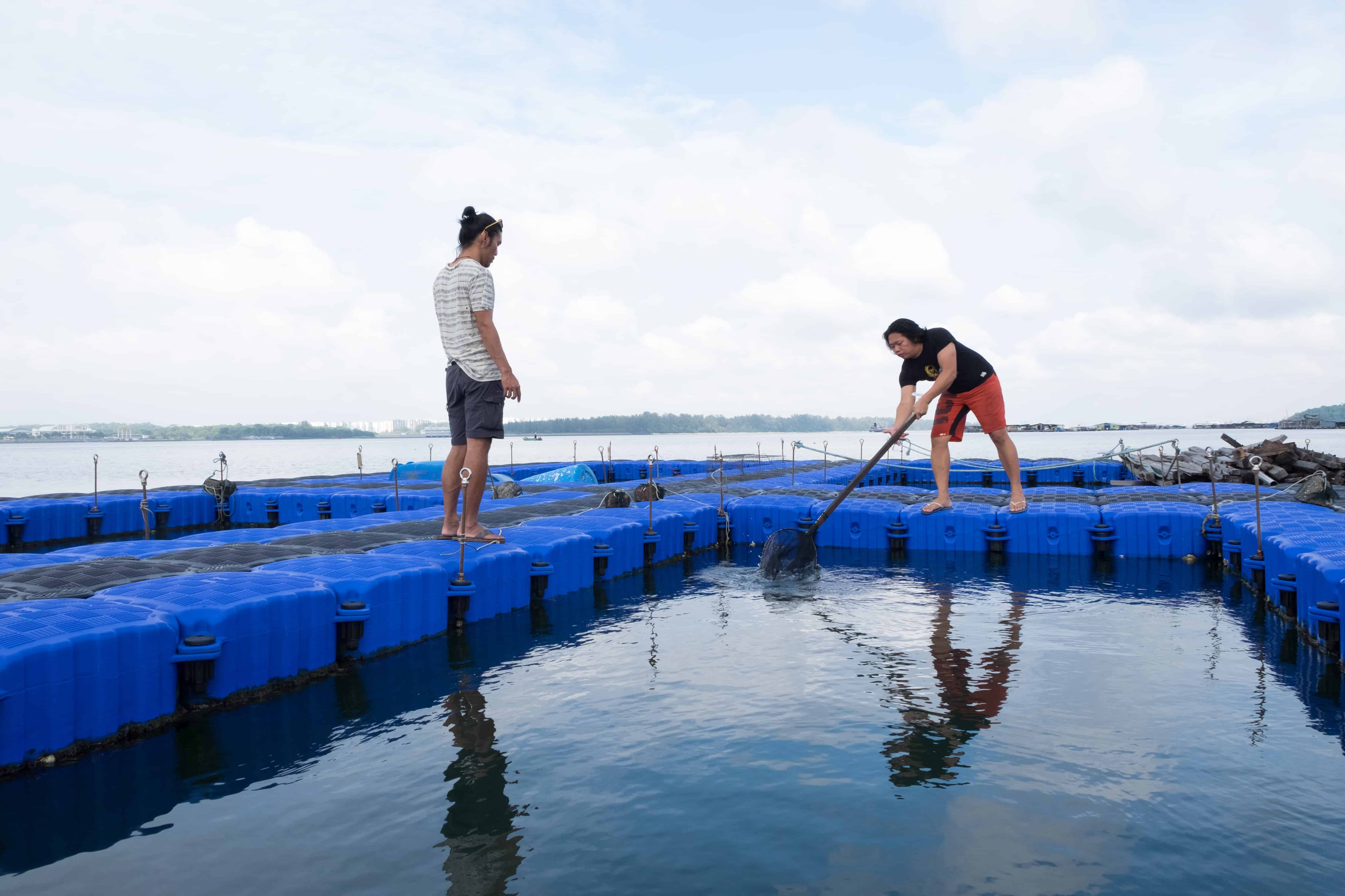 I Tried Fish Farming In Singapore For The First Time