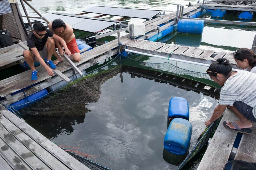 I Tried Fish Farming In Singapore For The First Time