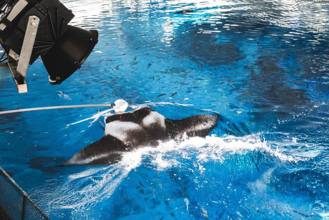 Here's What Taking Care Of Manta Rays At The RWS S.E.A Aquarium Is Like
